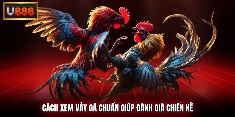 cách xem vảy gà