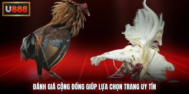 Đánh giá cộng đồng giúp lựa chọn trang uy tín