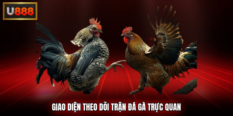 Giao diện theo dõi trận đá gà trực quan